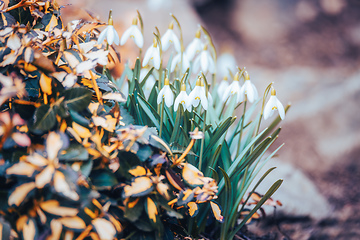 Image showing beautiful white snowdrop flower in garden