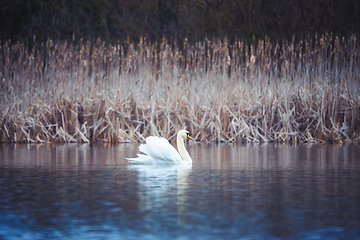 Image showing Wild mute swan in spring on pond