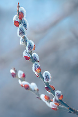 Image showing pussy-willow holiday, background