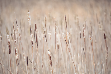 Image showing orange reeds in spring time