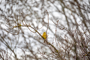 Image showing Bird European greenfinch in the nature