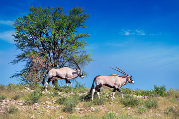 Image showing Gemsbok, Oryx gazella in Kalahari