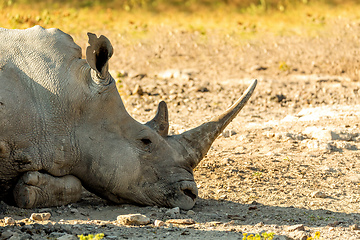 Image showing male of white rhinoceros Botswana, Africa