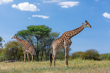 Image showing South African giraffe Chobe, Botswana safari