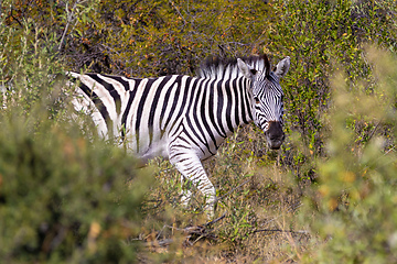 Image showing Zebra in bush, Namibia Africa wildlife