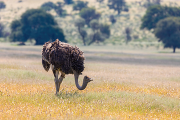 Image showing Ostrich, in Kalahari,South Africa wildlife safari