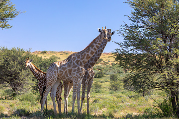 Image showing cute Giraffes South Africa wildlife