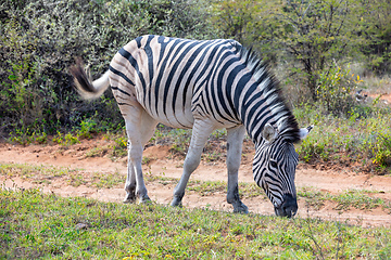 Image showing Zebra in bush, Namibia Africa wildlife