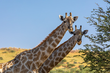 Image showing cute Giraffes South Africa wildlife