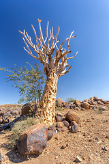 Image showing Aloidendron dichotomum, aloe tree, Namibia wilderness