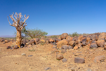 Image showing Aloidendron dichotomum, aloe tree, Namibia wilderness