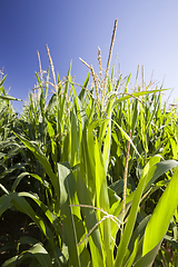 Image showing green leaves of corn