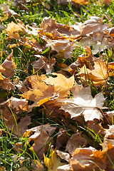 Image showing Sunny or cloudy autumn