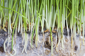 Image showing wheat or rye