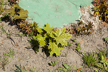 Image showing young maple tree