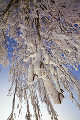 Image showing birch after freezing