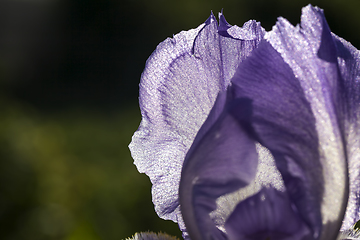 Image showing purple iris flower