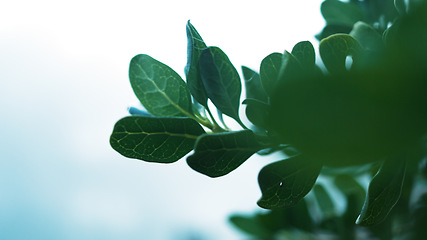 Image showing Leaves, tree and closeup in nature, outdoor or growth by misty blurred background in morning. Plants, green and landscape for sustainability, freedom or natural environment at forrest in South Africa