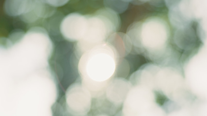 Image showing Leaves, bokeh , tree and closeup in nature, outdoor or growth by misty blurred background in morning. Plants, green and landscape for sustainability, freedom or natural environment at forest in South