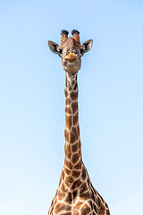 Image showing South African giraffe Chobe, Botswana safari