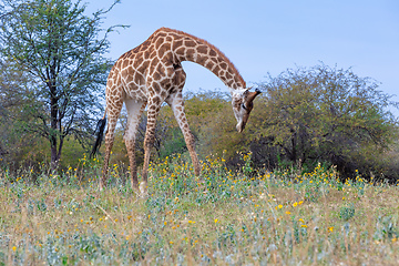 Image showing South African giraffe Chobe, Botswana safari