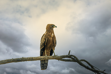 Image showing tawny eagle bird of prey outh Africa safari wildlife