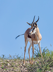 Image showing Springbok in kalahari, South Africa wildlife