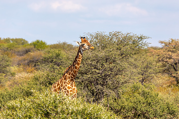 Image showing South African giraffe Chobe, Botswana safari