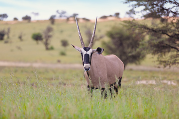 Image showing Gemsbok, Oryx gazella in Kalahari