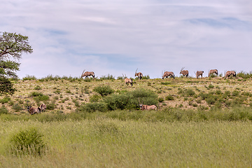 Image showing Gemsbok, Oryx gazella in Kalahari