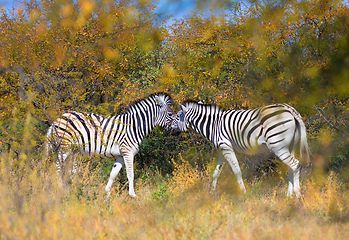 Image showing Zebra in bush, Namibia Africa wildlife