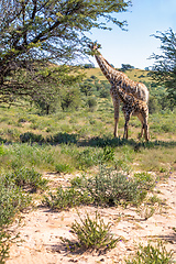 Image showing cute Giraffes South Africa wildlife