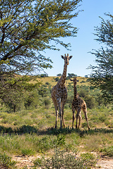 Image showing cute Giraffes South Africa wildlife