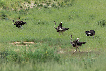 Image showing Ostrich, in Kalahari,South Africa wildlife safari