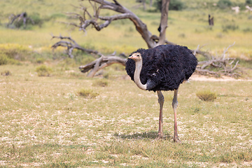 Image showing Ostrich, in Kalahari,South Africa wildlife safari