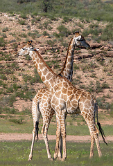 Image showing cute Giraffes South Africa wildlife