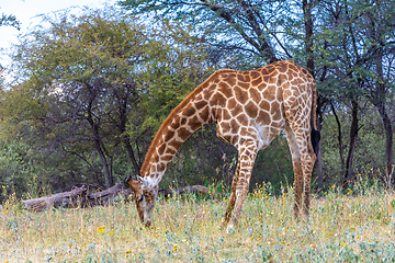 Image showing South African giraffe Chobe, Botswana safari