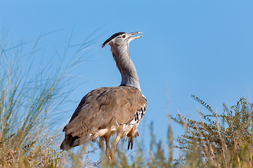 Image showing Kori Bustard Kalahari South Africa