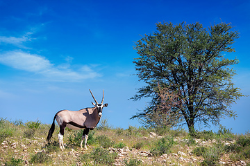 Image showing Gemsbok, Oryx gazella in Kalahari