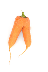 Image showing Forked Misshaped Carrot Vegetable