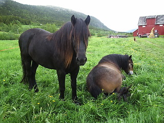 Image showing Horses