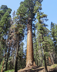 Image showing Sequoia National Park