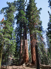 Image showing Sequoia National Park