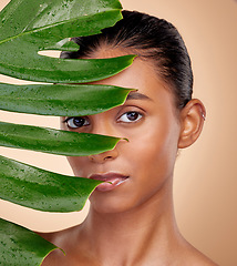 Image showing Leaf, portrait and beauty with indian woman with plant or cosmetic in studio background for glow. Leaves, face and girl with dermatology with facial treatment for self care with eco friendly person.