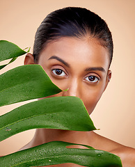 Image showing Beauty, skincare and portrait with indian woman with plant for luxury spa in studio background. Dermatology, glow and happy face with leaves for facial treatment with cosmetic for self care or shine.