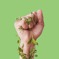 Image showing Hand, plants and growth with a person in studio on a green background posing fist clenched for ecology. Nature, spring and flowers growing around the arm or wrist for eco friendly sustainability