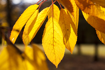 Image showing autumn nature