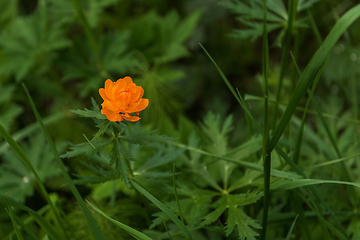 Image showing Orange flowers trollius