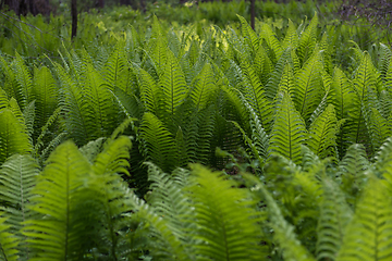 Image showing Green ferns plant