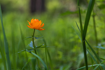 Image showing Orange flowers trollius